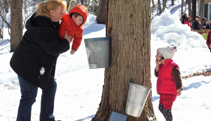 Maple sugaring in the Wissahickon