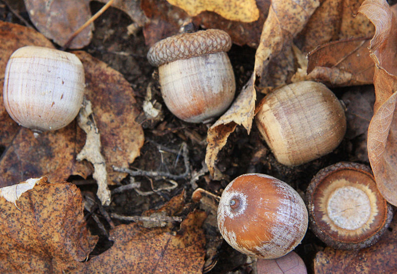 Nature Notes: Blue Jays harvest acorns