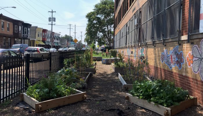 The Gideon Elementary school garden is pictured with 4 garden beds overflowing with new plants. In the background there is a view of the rowhouses across the street from the school’s main entrance.