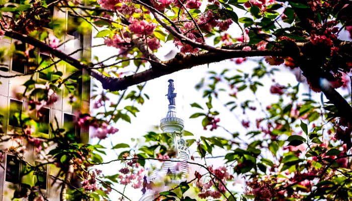 市政厅顶部的威廉-潘恩雕像，周围有一棵开花的树。
