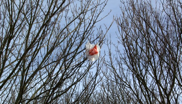 夹在树上的塑料袋 来源： Flickr/timparkinson