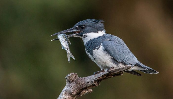 The Curious and Striking Belted Kingfisher - American Birding