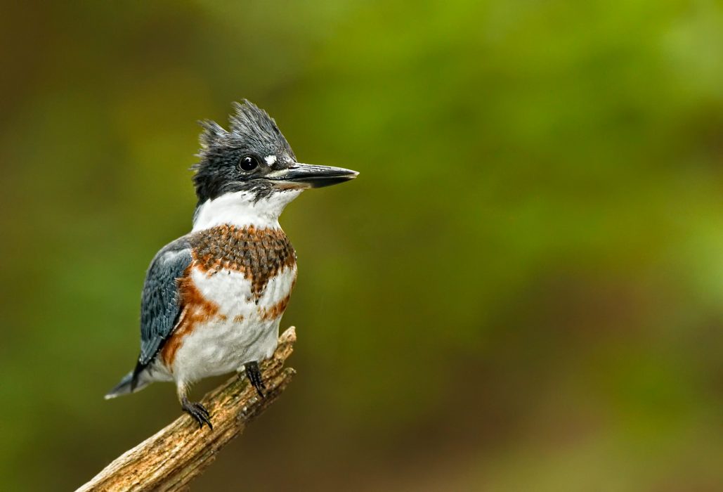 Parks Rec s Nature Notes The Belted Kingfisher fun Facts About A 