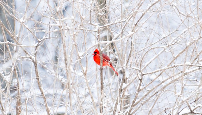 在森林的暴风雪中，一只雄性红雀站在空荡荡的树枝上。