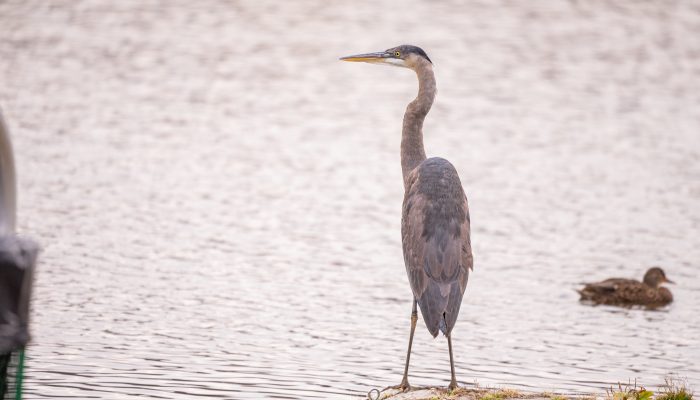 A blue heron looks for food in FDR Park.