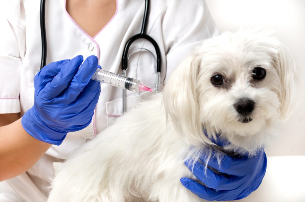 cuando los perros deben vacunarse contra la rabia