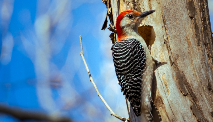 A male bird with a red crown sits on a tree.