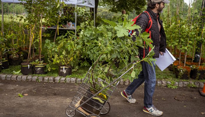 A man pushes a cart carrying a young tree at the TreePhilly giveaway event.