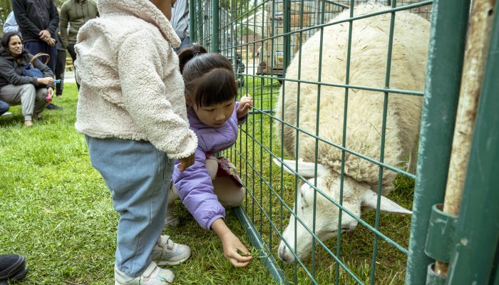 Two young children feed grass to a sheep.